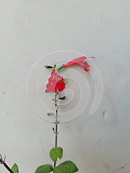 Unique wishbone red flower with white background