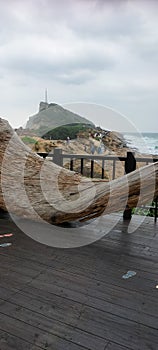 Unique wood on the edge of the sea