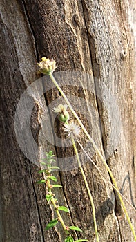 Unique wood trunk texture and a blurred wild flower foreground