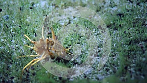 Unique yellow crustacean crayfish cancer, similar to shrimp in Baikal.
