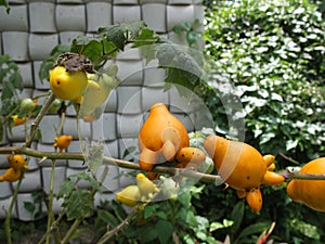 unique yellow eggplant