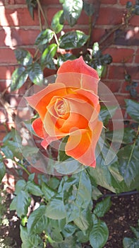 Uniquely shaped beautiful orange rose