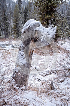 Uniquely shaped tree stump  in a winter wilderness forest