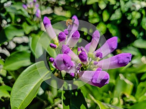 The uniqueness of the bright purple ethernut flower