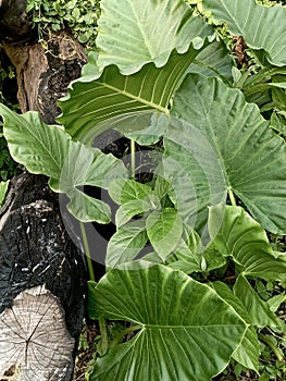 the uniqueness of a fallen tree among large taro ornamental plants ( 2nd )