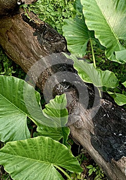 the uniqueness of a fallen tree among large taro ornamental plants