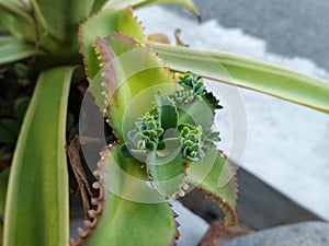 miracle-leaf or cocor bebek are growing