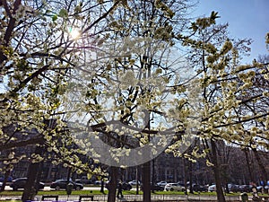 Unirii Boulevard on a sunny springtime day photo