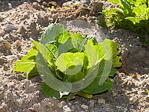 Unit of lettuce luxuriant photo