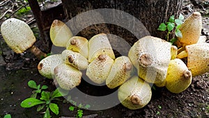 United family.  close-knit group of fungi, growing next to a log of wood