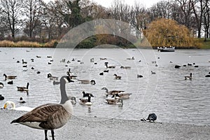 United Kingdom. Birds, ducks in Regents park in England during rainy and overcast weather.