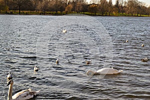 United Kingdom. Birds, ducks in Regents park in England during rainy and overcast weather.