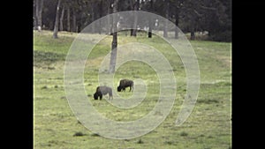 United States 1981, Grazing bison