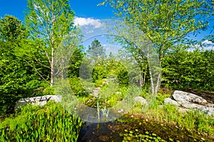 The United States Botanic Garden in Washington, DC