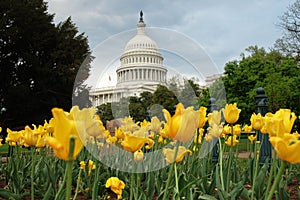 United States Capitol in Washington DC with Yellow photo