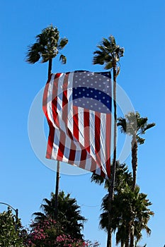 United States Flag Flies With Palms