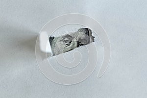 United states hundred dollars money bill in torn paper hole, dollar background.