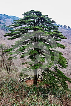 The unity pine