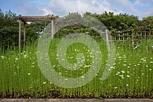 The University Botanical Garden (Botanisk hage) at Oslo, Norway photo