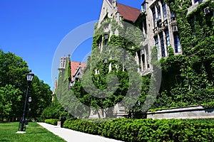 University of Chicago at summer, IL photo