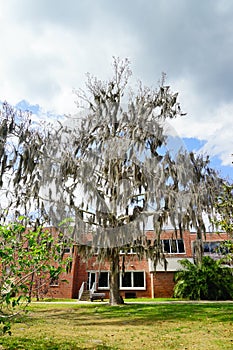 University of Florida building and big tree