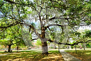 University of Florida building and big tree