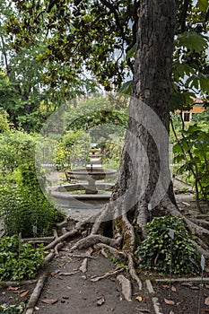 University of Padua Botanical Garden in Padua on a summer day