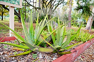 University of South Florida Botanic Garden