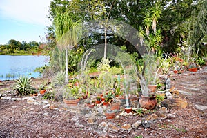 University of South Florida Botanic Garden Cactus garden