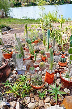 University of South Florida Botanic Garden Cactus garden