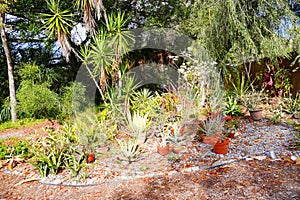 University of South Florida Botanic Garden Cactus garden