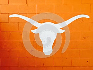 University of Texas Longhorn in Burnt Orange photo