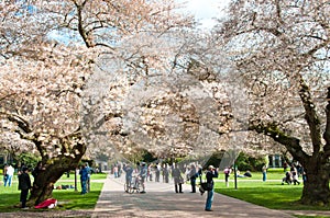 University of Washington Blooming Cherry Trees