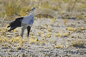 Unkempt secretarybird in Etosha National Park, Namibia