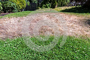 Unkempt Yard with Dried Grass and Weeds