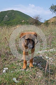 unkind dog runs on the steppe alone