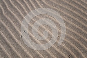 The unknow footprint in the desert