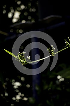 Unknow Small green plants with shadow background.