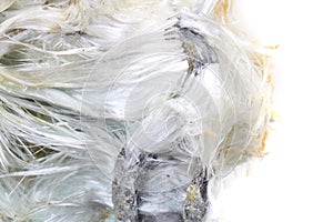 Unknown asbestos mineral