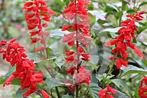 An unknown beautiful red flower