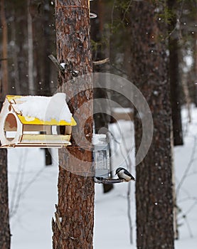 an unknown bird on a feeder in a park in Noyabrsk in winter