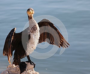 Unknown Bird on Khubar Beach