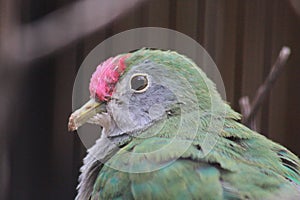 Unknown Bird in the Phoenix Zoo