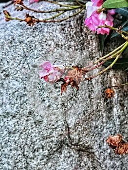 Unknown blossoming summer flowers