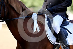 Horse jumping contest. Equestrian sports. Horsegirl sitting in saddle