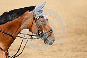 Unknown contestant rides at dressage horse event in riding ground. Head shot close up of a dressage horse during competition event