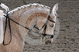 Unknown contestant rides at dressage horse event in riding ground. Head shot closeup of a dressage horse during competition event photo