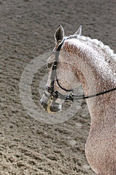 Unknown contestant rides at dressage horse event in riding ground. Head shot closeup of a dressage horse during competition event photo