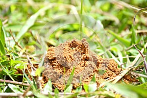 Unknown excavator wasp in grass soil