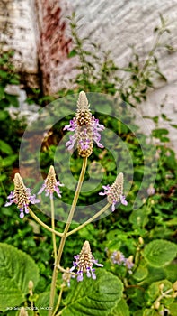 Unknown flowers at durgeswari hills, Gaya.